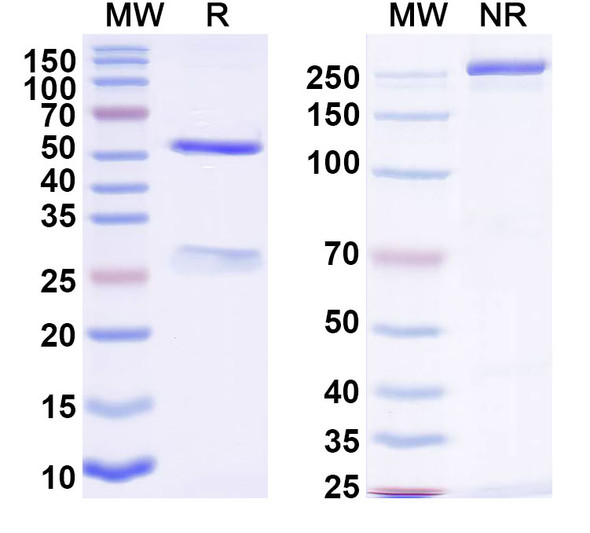 Anti-Nipah virus/NiV G protein/Glycoprotein G Monoclonal In Vivo Antibody - Low Endotoxin (nAH1.3) - SDS-PAGE