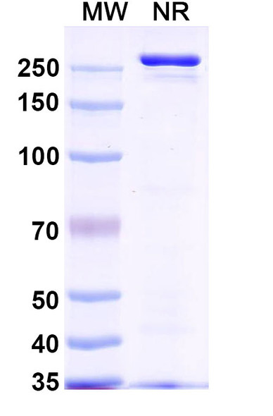 Anti-Nipah virus/NiV Prefusion Protein Monoclonal In Vivo Antibody - Low Endotoxin (2B12) - SDS-PAGE