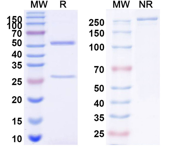 Anti-SSEA4 antibody Monoclonal In Vivo Antibody - Low Endotoxin (OB1-898) - SDS-PAGE
