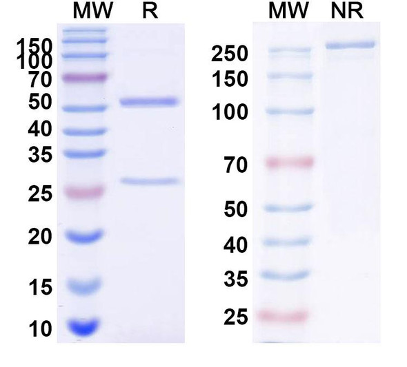 Anti-SSEA4 antibody Monoclonal In Vivo Antibody - Low Endotoxin (OB1-898) - SDS-PAGE