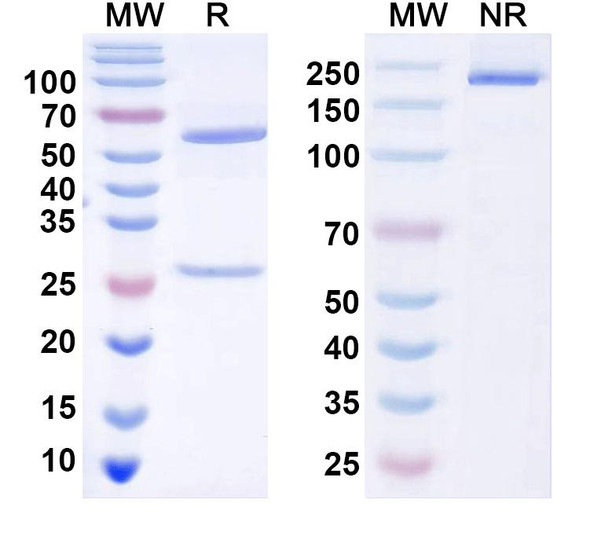 Anti-SSEA4 Monoclonal In Vivo Antibody - Low Endotoxin (FG28/11) - SDS-PAGE