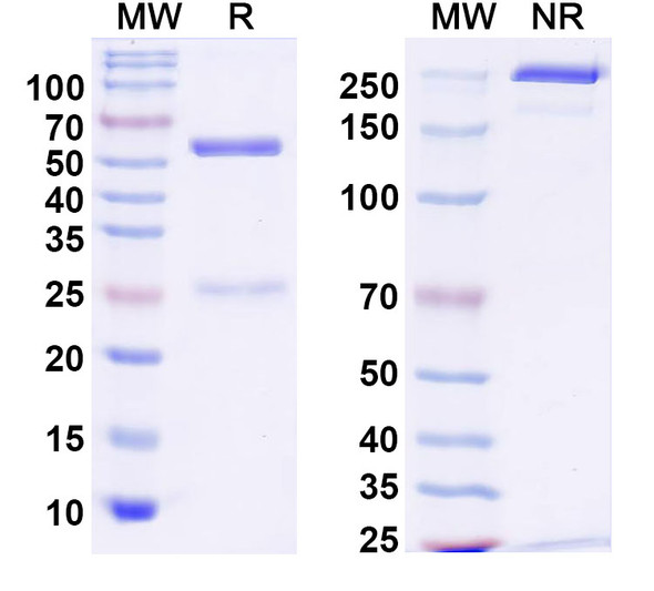 Anti-SARS-CoV-2 Spike Protein Monoclonal In Vivo Antibody - Low Endotoxin (Iv0205) - SDS-PAGE