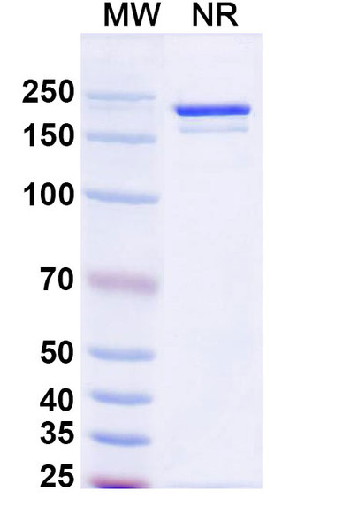 Anti-Human CD115/CSF1R Monoclonal In Vivo Antibody - Low Endotoxin (H27K15) - SDS-PAGE