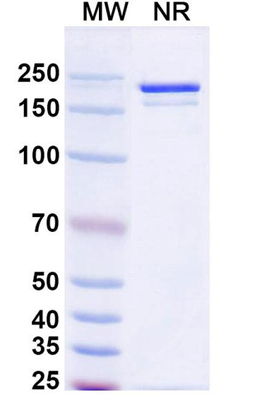 Anti-Human CD115/CSF1R Monoclonal In Vivo Antibody - Low Endotoxin (H27K15) - SDS-PAGE