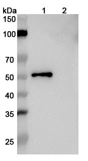 Anti-Human APOE2/3/4 Monoclonal In Vivo Antibody - Low Endotoxin (HJ15.4) - WB
