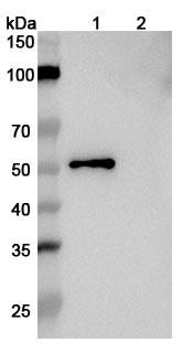 Anti-Human APOE2/3/4 Monoclonal In Vivo Antibody - Low Endotoxin (HJ15.4) - WB