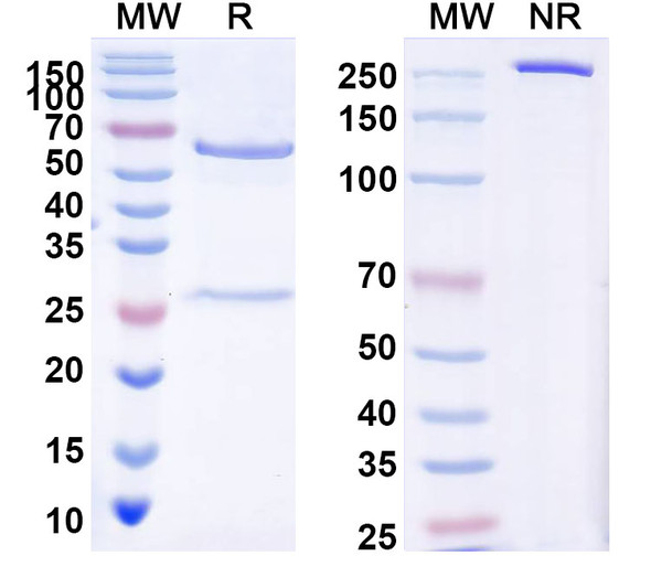 Anti-Human ROR1/NTRKR1 Monoclonal In Vivo Antibody - Low Endotoxin (2A2) - SDS-PAGE
