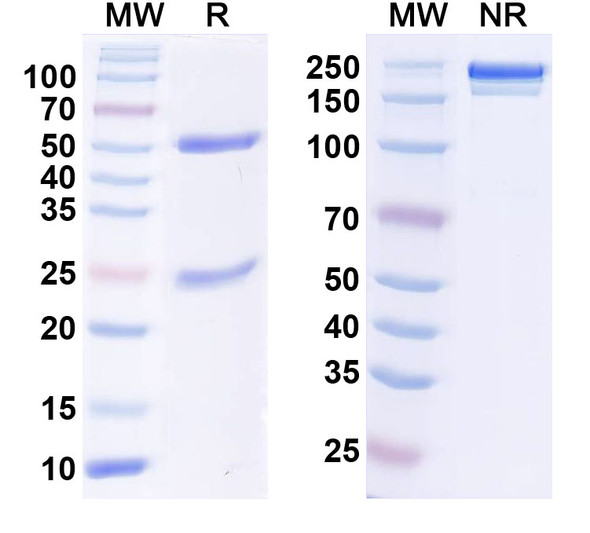 Anti-Human HLA-A*11:01 Monoclonal In Vivo Antibody - Low Endotoxin (2E3) - SDS-PAGE
