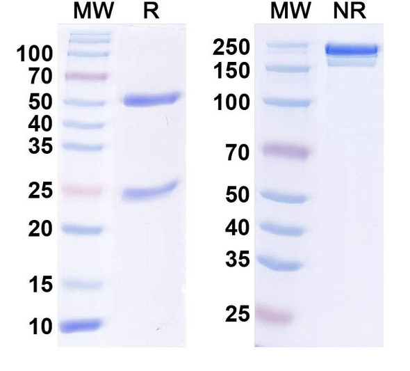 Anti-Human HLA-A*11:01 Monoclonal In Vivo Antibody - Low Endotoxin (2E3) - SDS-PAGE
