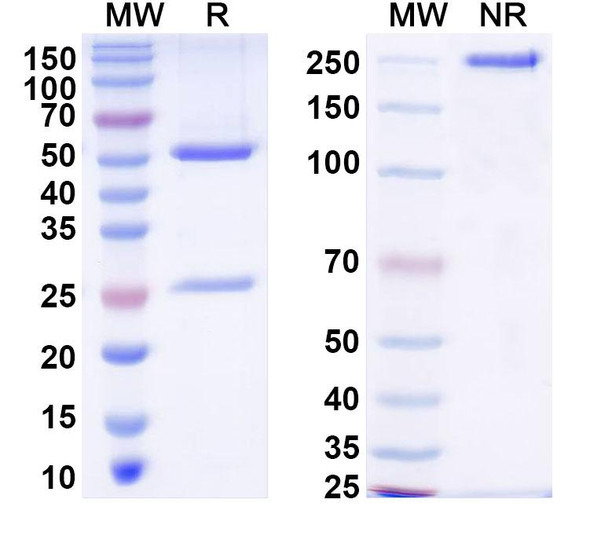 Anti-HCV NS1/gp68/gp70/Envelope glycoprotein E2 Monoclonal In Vivo Antibody - Low Endotoxin (RM2-01) - SDS-PAGE