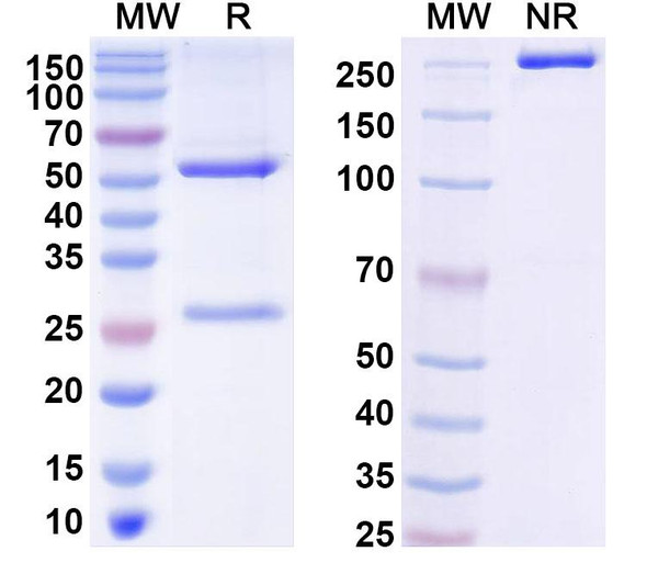 Anti-SARS-CoV-2 RBD Monoclonal In Vivo Antibody - Low Endotoxin (C105) - SDS-PAGE