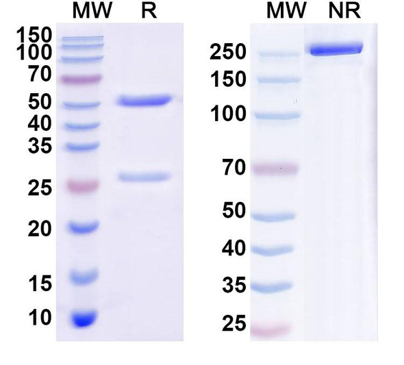 Anti-SARS-CoV-2 RBD Monoclonal In Vivo Antibody - Low Endotoxin (PR1077) - SDS-PAGE