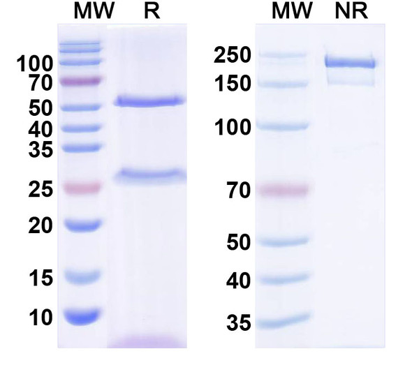 Anti-Dog NGF/Beta-NGF Monoclonal In Vivo Antibody - Low Endotoxin (Iv0216) - SDS-PAGE
