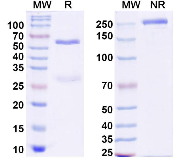 Anti-Dog IL31RA Monoclonal In Vivo Antibody - Low Endotoxin (Iv0217) - SDS-PAGE