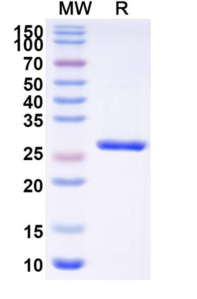Anti-Human EGFRvIII Monoclonal In Vivo Antibody - Low Endotoxin (Iv0218) - SDS-PAGE
