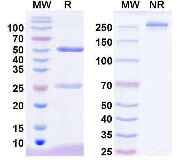Anti-Mouse ANGPTL4 Monoclonal In Vivo Antibody - Low Endotoxin (4A8) - SDS-PAGE