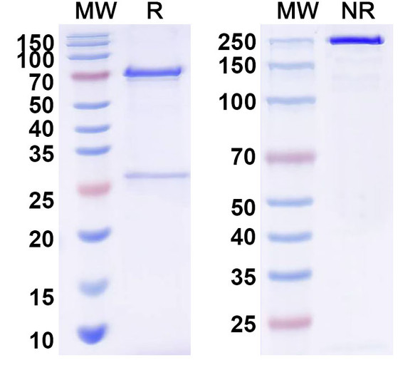 Anti-HAdV-3 L3/CP-H/Protein II Monoclonal In Vivo Antibody - Low Endotoxin (Iv0220) - SDS-PAGE