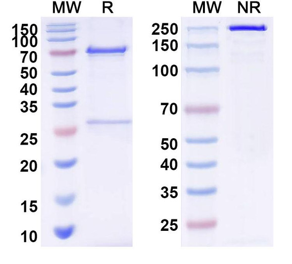 Anti-HAdV-3 L3/CP-H/Protein II Monoclonal In Vivo Antibody - Low Endotoxin (Iv0220) - SDS-PAGE