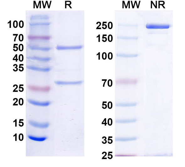 Anti-Human BMP4 Monoclonal In Vivo Antibody - Low Endotoxin (6H4) - SDS-PAGE