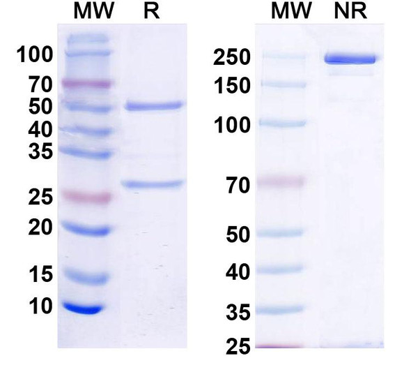 Anti-Human BMP4 Monoclonal In Vivo Antibody - Low Endotoxin (6H4) - SDS-PAGE