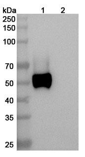 Anti-Human RAGE/AGER Monoclonal In Vivo Antibody - Low Endotoxin (4E5) - WB