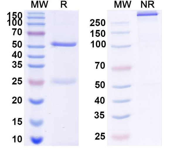 Anti-Plasmodium falciparum PF45/48 Monoclonal In Vivo Antibody - Low Endotoxin (85RF45.1) - SDS-PAGE