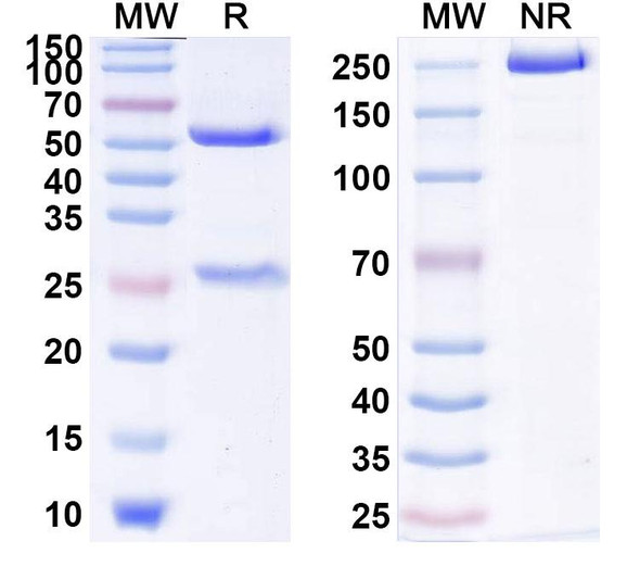 Anti-SSEA4 Monoclonal In Vivo Antibody - Low Endotoxin (muMAb2) - SDS-PAGE