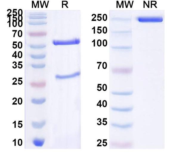 Anti-PCV2 Cap/Capsid protein Monoclonal In Vivo Antibody - Low Endotoxin (3G4) - SDS-PAGE