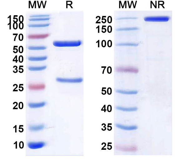 Anti-Human F8/Coagulation factor VIII Monoclonal In Vivo Antibody - Low Endotoxin (2A9) - SDS-PAGE