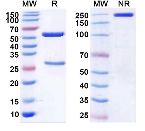 Anti-Human F8/Coagulation factor VIII Monoclonal In Vivo Antibody - Low Endotoxin (2A9) - SDS-PAGE