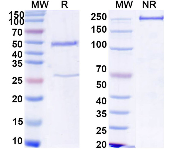 Anti-Mouse TIGIT Monoclonal In Vivo Antibody - Low Endotoxin (4D4) - SDS-PAGE