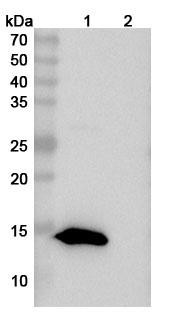 Anti-Mouse TIGIT Monoclonal In Vivo Antibody - Low Endotoxin (10A7) - WB