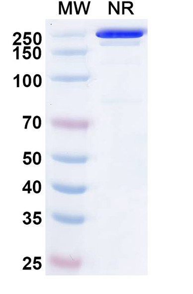 Anti-Chikungunya Virus/CHIKV VLP Monoclonal In Vivo Antibody - Low Endotoxin (m242) - SDS-PAGE