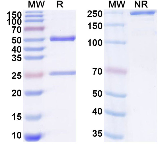 Anti-Mouse SIRPA Monoclonal In Vivo Antibody - Low Endotoxin (Iv0258) - SDS-PAGE