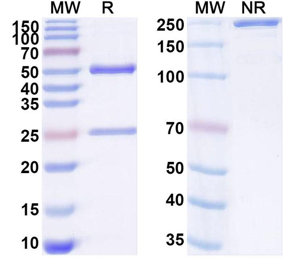 Anti-Mouse SIRPA Monoclonal In Vivo Antibody - Low Endotoxin (Iv0258) - SDS-PAGE