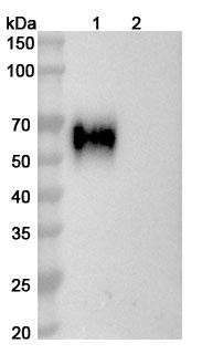 Anti-HCV NS1/gp68/gp70/E2 Monoclonal In Vivo Antibody - Low Endotoxin (HC84.26) - WB