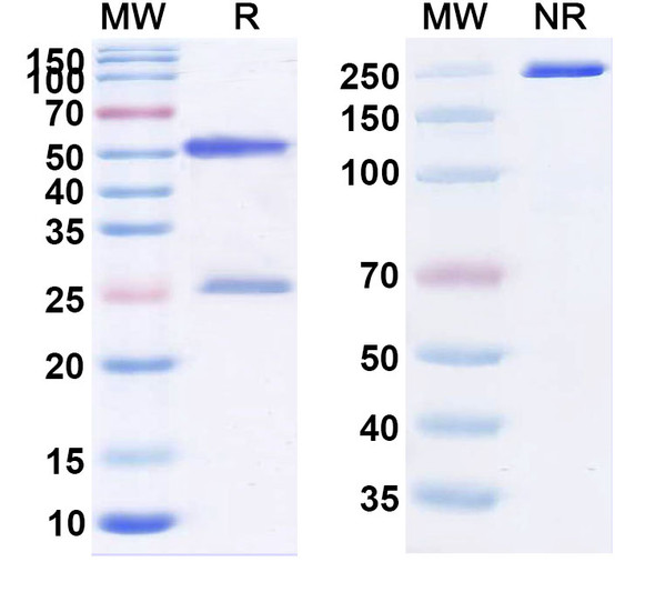 Anti-HCV NS1/gp68/gp70/E2 Monoclonal In Vivo Antibody - Low Endotoxin (HC84.22) - SDS-PAGE