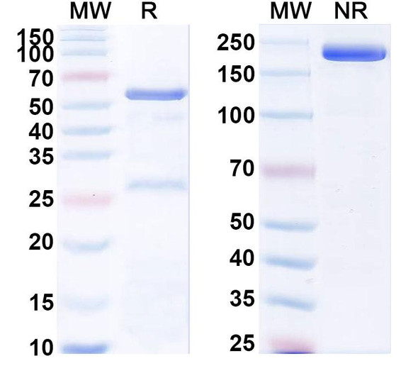 Anti-HCV NS1/gp68/gp70/E2 Monoclonal In Vivo Antibody - Low Endotoxin (HCV1) - SDS-PAGE