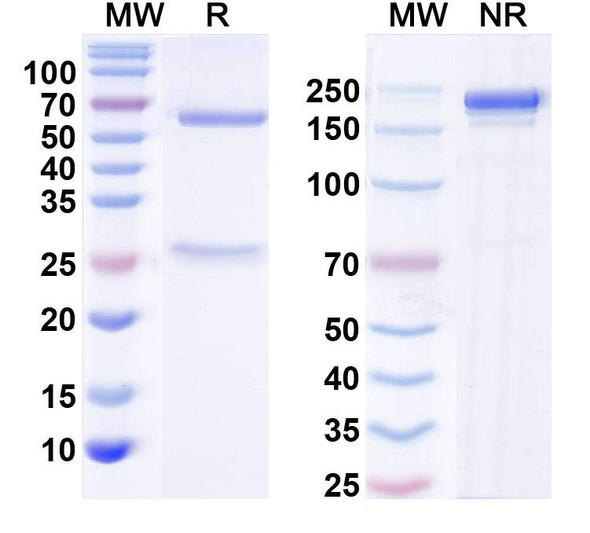 Anti-Orthohantavirus puumalaense GP/Envelopment polyprotein Monoclonal In Vivo Antibody - Low Endotoxin (4G2) - SDS-PAGE