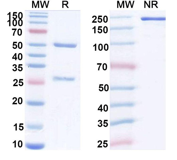 Anti-Hantaan virus Glycoprotein C/Gc Broad-Neutralizing Monoclonal In Vivo Antibody - Low Endotoxin (Iv0260) - SDS-PAGE