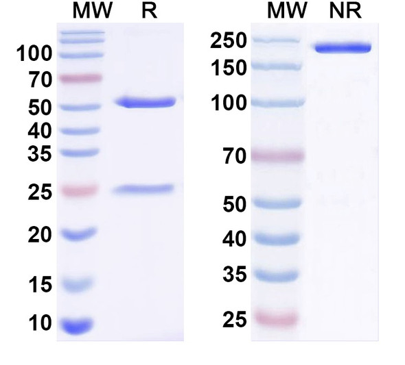 Anti-ZIKV Envelope protein E Monoclonal In Vivo Antibody - Low Endotoxin (Z23)-IgG2 - SDS-PAGE
