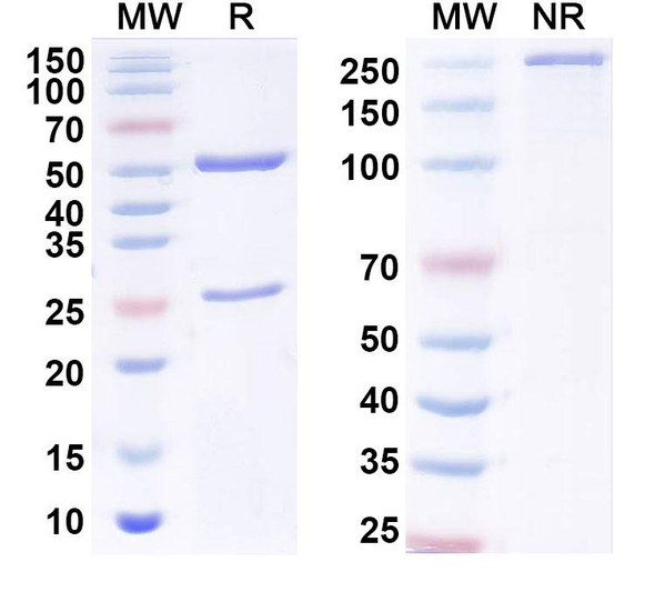 Anti-Human CD319/SLAMF7 Monoclonal In Vivo Antibody - Low Endotoxin (Iv0264) - SDS-PAGE