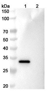Anti-Human IL11RA Monoclonal In Vivo Antibody - Low Endotoxin (X209) - WB