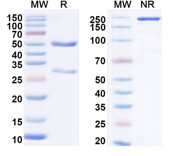 Anti-Mouse CD268/TNFRSF13C Monoclonal In Vivo Antibody - Low Endotoxin (Iv0266) - SDS-PAGE