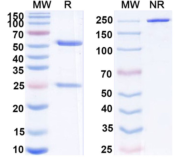 Anti-aPC/Activated protein C Monoclonal In Vivo Antibody - Low Endotoxin (Iv0267) - SDS-PAGE