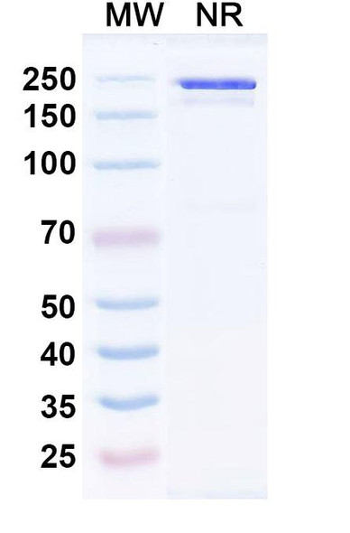 Anti-hMPV Pre-F Monoclonal In Vivo Antibody - Low Endotoxin (MPV458) - SDS1PAGE