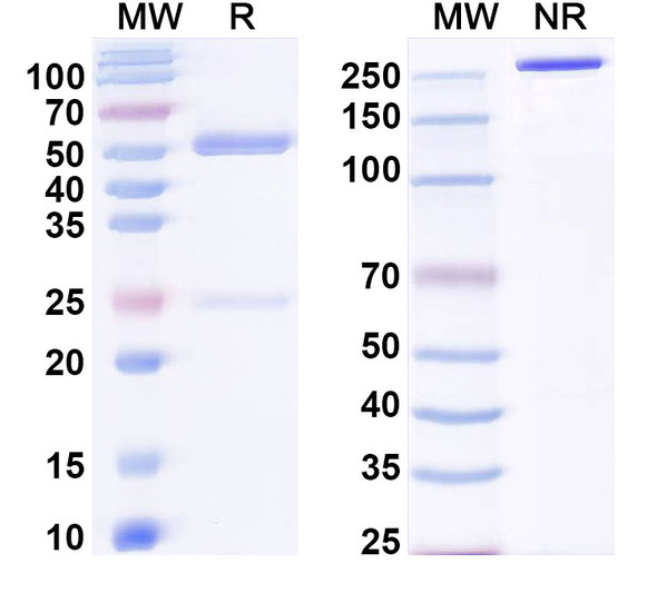 Anti-Human EPOR Monoclonal In Vivo Antibody - Low Endotoxin (V-3) - SDS-PAGE