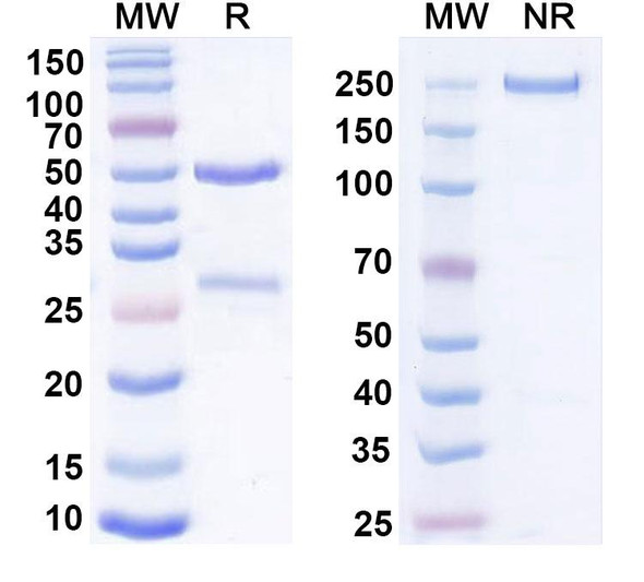 Anti-Human CD110/TPOR Monoclonal In Vivo Antibody - Low Endotoxin (3D9) - SDS-PAGE