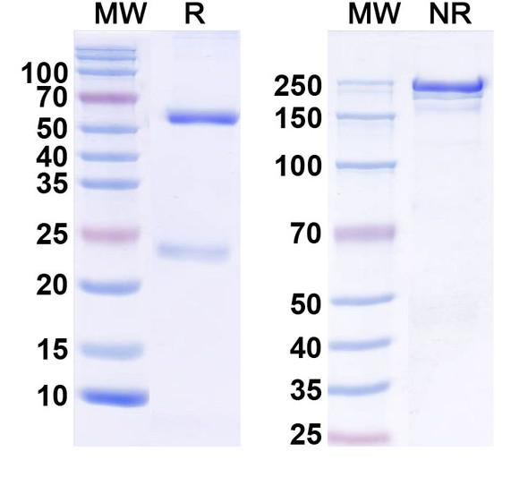 Anti-Human CD110/TPOR Monoclonal In Vivo Antibody - Low Endotoxin (14F12) - SDS-PAGE