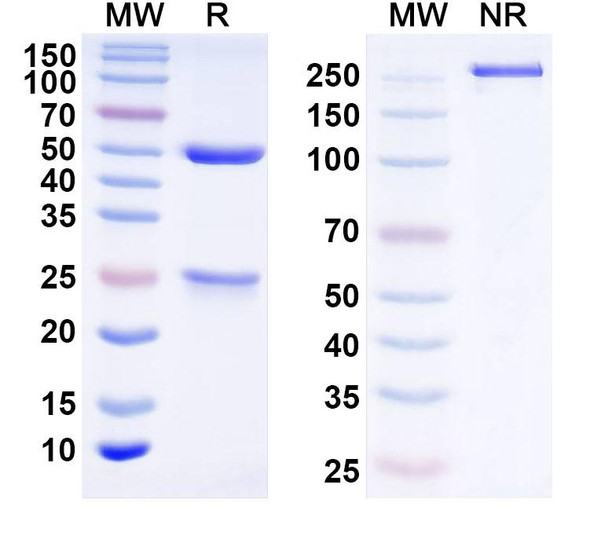 Anti-Dog TNFa/TNF-alpha Monoclonal In Vivo Antibody - Low Endotoxin (Iv0271) - SDS-PAGE
